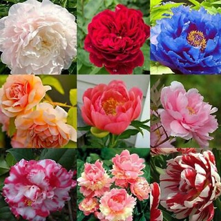 20 เมล็ด เมล็ดโบตั๋น ดอกโบตั๋น ดอกพีโอนี (Peony) คละสี