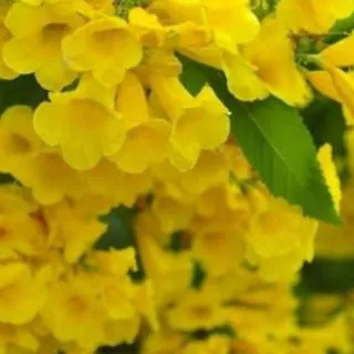🌿TLPต้นดอกทองอุไรดอกเหลือง ทองอุไรสีส้ม ทองอุไรสีแดง ต้นไม้ประดับทนทานมาก