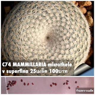 C74 MAMMILLARIA microthele v superfina 25เมล็ด 100บาท