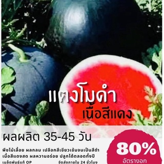 เมล็ดพันธุ์ แตงโมดำ (อเมริกา) Watermelon แตงโม (ซื้อ 10 แถม 1 คละอย่างได้)