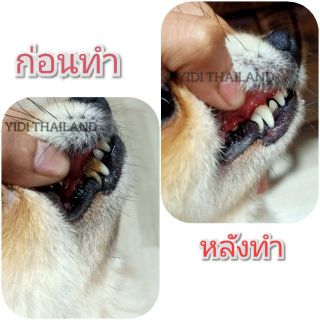 แหล่งขายและราคาที่ขูดหินปูนสุนัข เจลทำความสะอาดฟันสุนัข เจลขัดหินปูนสุนัข ทำเองง่ายๆได้ที่บ้านอาจถูกใจคุณ