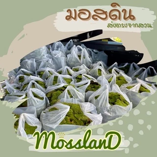 มอสดิน แบบถุง สดใหม่ให้เยอะ รีวิวแน่น มอสจัดสวน มอสบอนไซ มอสสด มอส