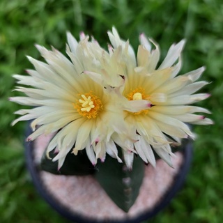 แอสโตรหมวกสังฆราช มายริโอ 5 พู (Astrophytum myriostigma) ต้นเล็ก มีริ้วรอยตรงโคนปกติ ไม่มีผลต่อการเติบโต