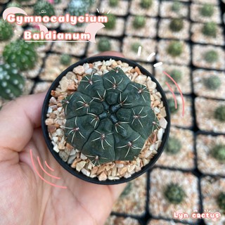 ยิมโนบัลเดียนัม Gymnocalycium baldianum แคคตัส กระบองเพชร (จัดส่งทั้งกระถาง)