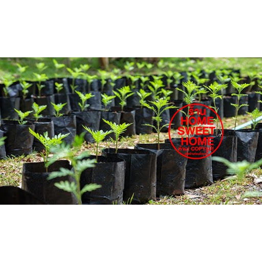 รูปภาพ 4