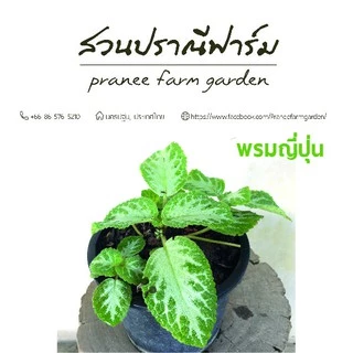 พรมญี่ปุ่น ขนาดกระถาง 6 นิ้ว หลากสีสัน