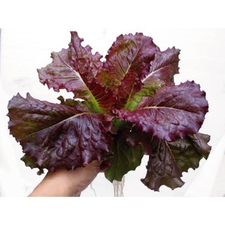 เมล็ดพันธุ์ ผักสลัด เรดคอส โรเมน (Red Cos Romaine Lettuce Seed) บรรจุ 500 เมล็ด