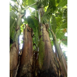 หน่อกล้วยน้ำว้า ซุปเปอร์ยักษ์ 2 หน่อ (อย่างยักษ์) พันธ์แท้ต้นตำหรับ จากเจ้าของสวนโดยตรง (โคนอย่างใหญ่ 50 ซม)
