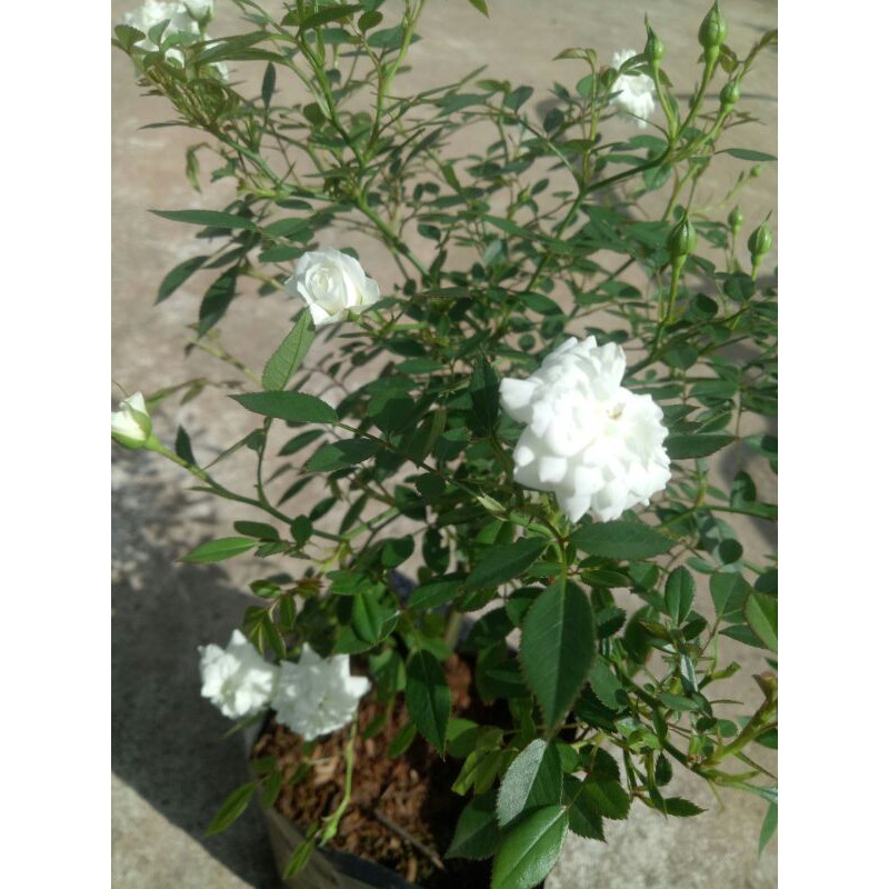 My Image 28