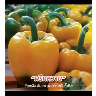 เมล็ดพันธุ์พริกหยวกสีเหลือง25เมล็ด