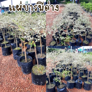 แผ่บารมีด่าง🌱หรือหูกระจงสูง70-80ต้นสวยๆพร้อมส่ง(รับประกันสินค้าชำรุดเสียหาย)