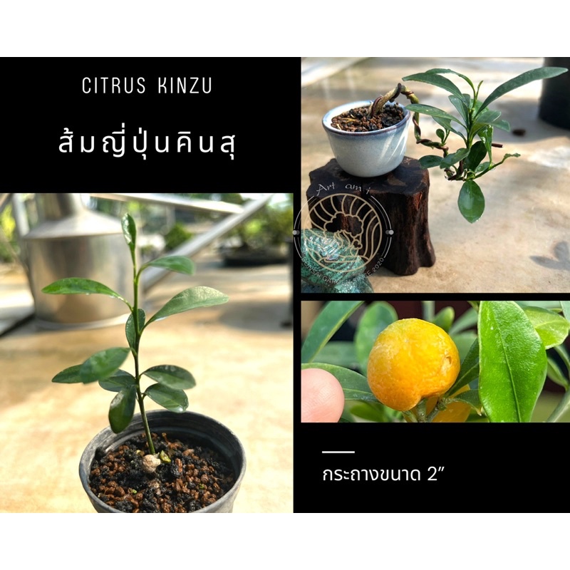 กล้าส้มญี่ปุ่นคินสุ kinzu บอนไซ ไม้เพาะเมล็ด บอนไซจิ๋ว กระถาง 2”
