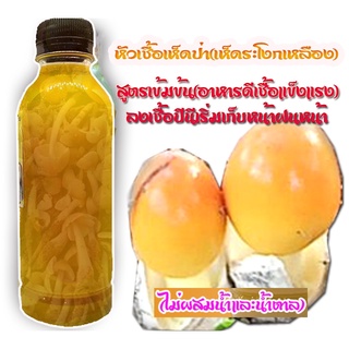 หัวเชื้อเห็ดระโงก 1ขวด หมักเชื้อด้วยเห็ดแแก่จัด เชื้อแข็งแรงขนาด600ml 1ขวด ลงเชื้อปีนี้เก็บหน้าฝนปีหน้าซื้อ5ขวดฟรี1ขวด