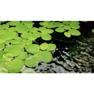 จอกเขียวญี่ปุ่น จอกอเมซอน Frogbit เพาะในอ่างไฟเบอร์ แถมจอกแดงญี่ปุ่น