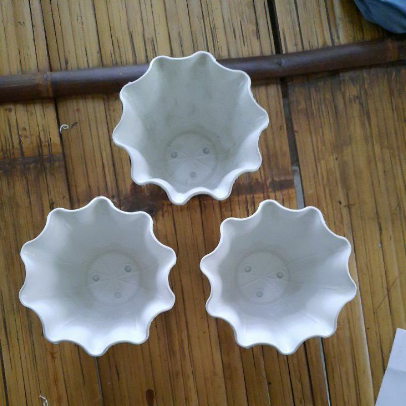 Putih Shalm พรีมาดอนน่า กระถางดอกไม้ 15 ซม. สีขาว