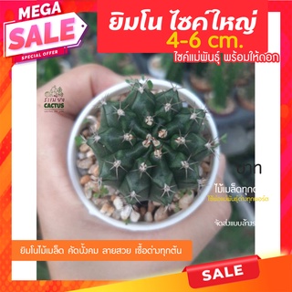 🌵ยิมโนไซค์ใหญ่💥 4cm.ขึ้นไป ไม้เมล็ดเชื้อด่าง🌵 ไม้เมล็ดพร้อมให้ดอก เก็บจากโคลนดัง  ไม้จากสวนเราเอง  ยิมโนGymnocalycium