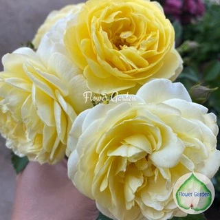 F556 กุหลาบเหลืองเฉลิมพระเกียรติ ดอกหอมมาก ดอกดก บานเป็นพวง กุหลาบพวง กุหลาบพุ่ม ออกดอกเก่ง