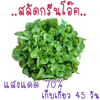 เมล็ดพันธุ์ผักสลัด 50-500เมล็ด เมล็ดพันธุ์สลัด