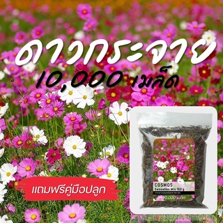 ดาวกระจาย ดอกดาวกระจาย คอสมอส เซนเซชั่นมิกซ์ 100 g 10000 เมล็ด Cosmos sensation mix