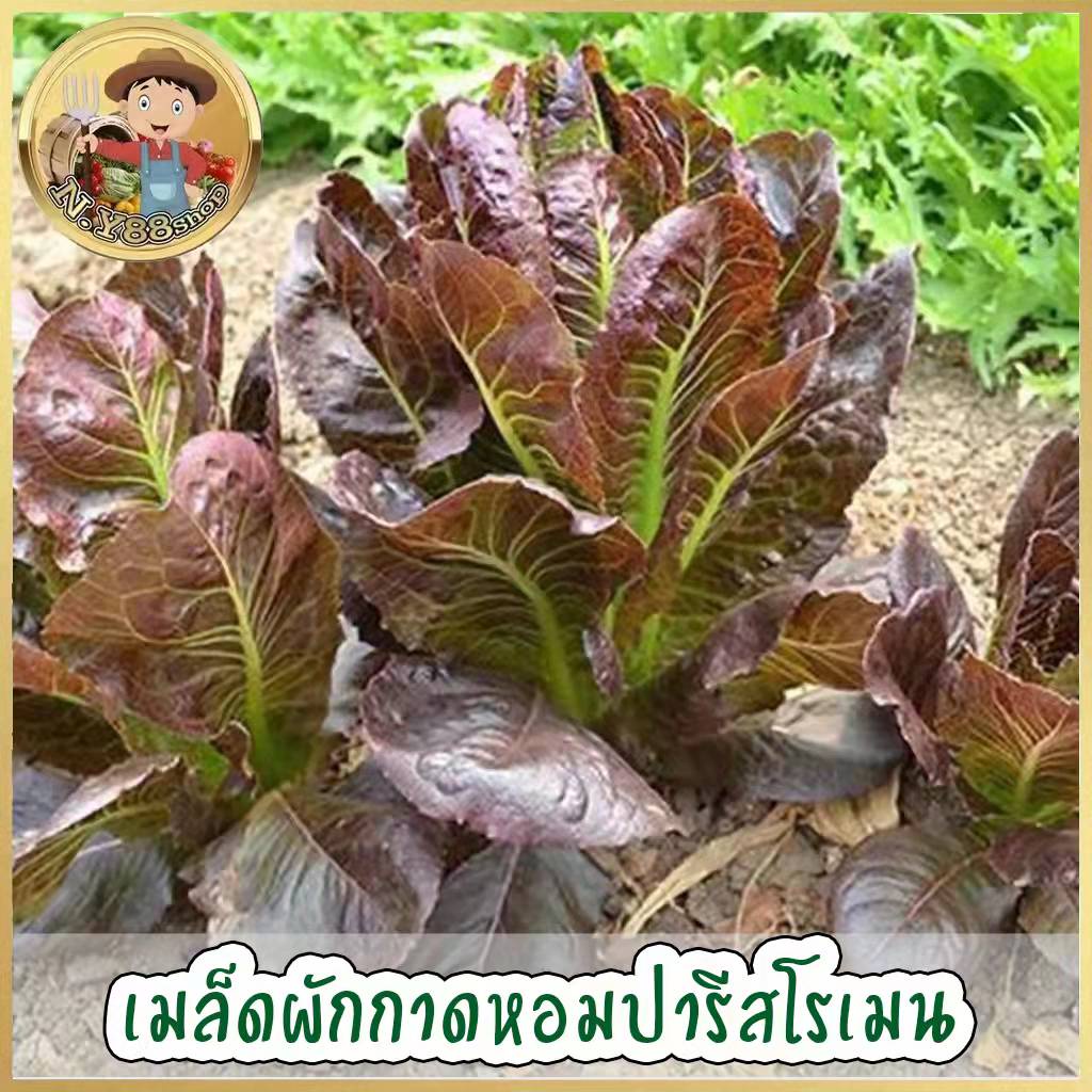 5แถม1เมล็ดพันธุ์ผักกาดหอมปารีส โรเมน 300 เมล็ด เมล็ดผักสลัดต่างประเทศ อัตราการงอกสูง ใบหนา ทรงสวย รสชาติหวานกรอบ ปลูกง่า