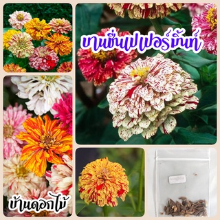 เมล็ดดอกบานชื่น เปเปอร์มินท์คละสี 50เมล็ด​