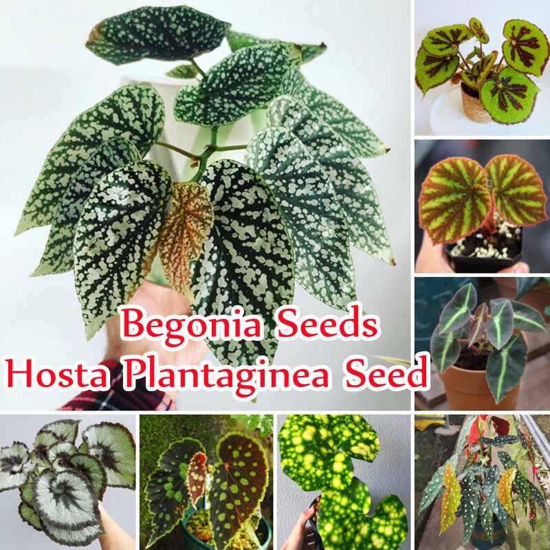 ปลูกง่าย ปลูกได้ทั่วไทย ของแท้ 100% 50pcs บีโกเนีย Mixed Begonia Seeds (Hosta Plantaginea) Beautiful