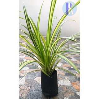 ต้นว่านเศรษฐีเรือนใน (Spider Plant / Airplane Plant / Anthesicum Picturatum) พร้อมถุงดำขนาด 3 นิ้ว