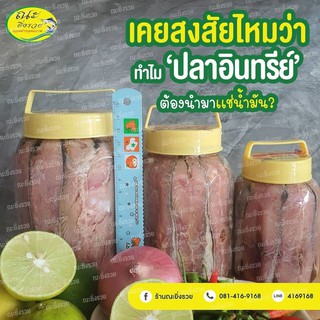 ปลาอินทรีกระปุก เล็ก @ณะยิ่งรวย