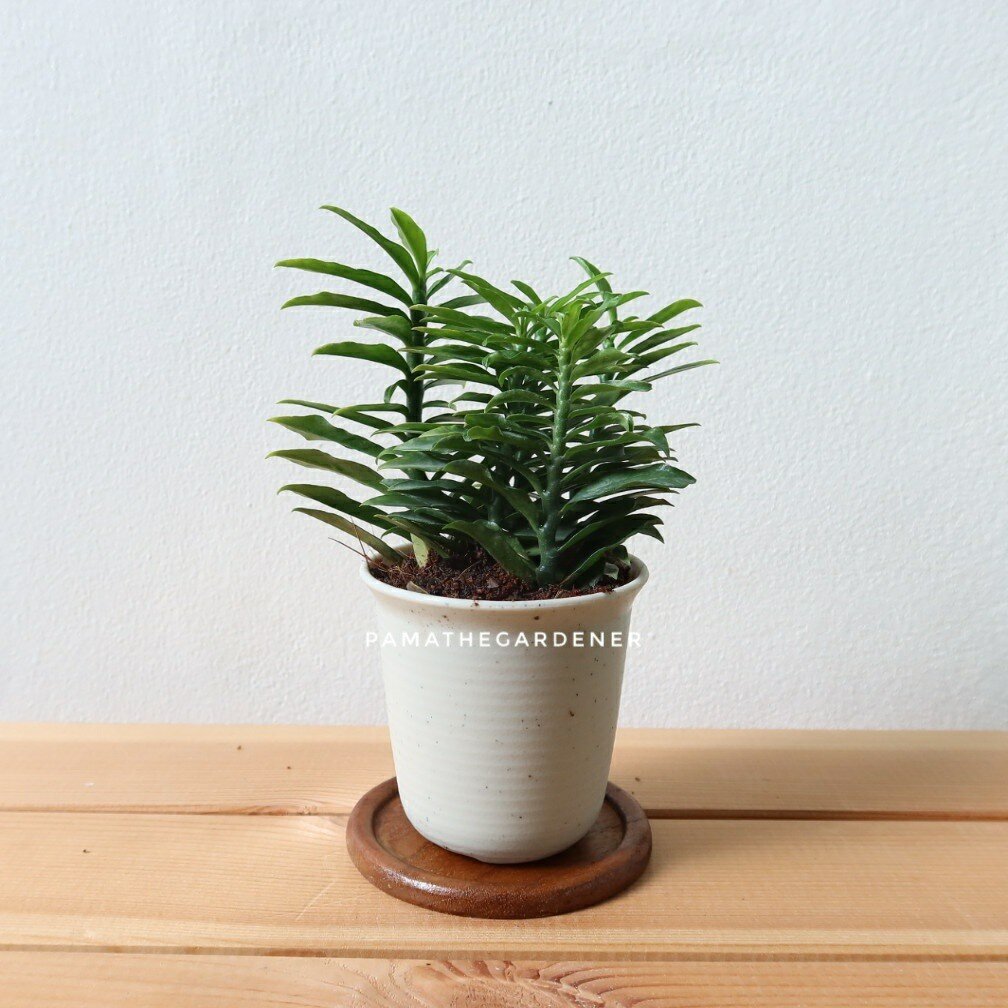 มุมมอง 2