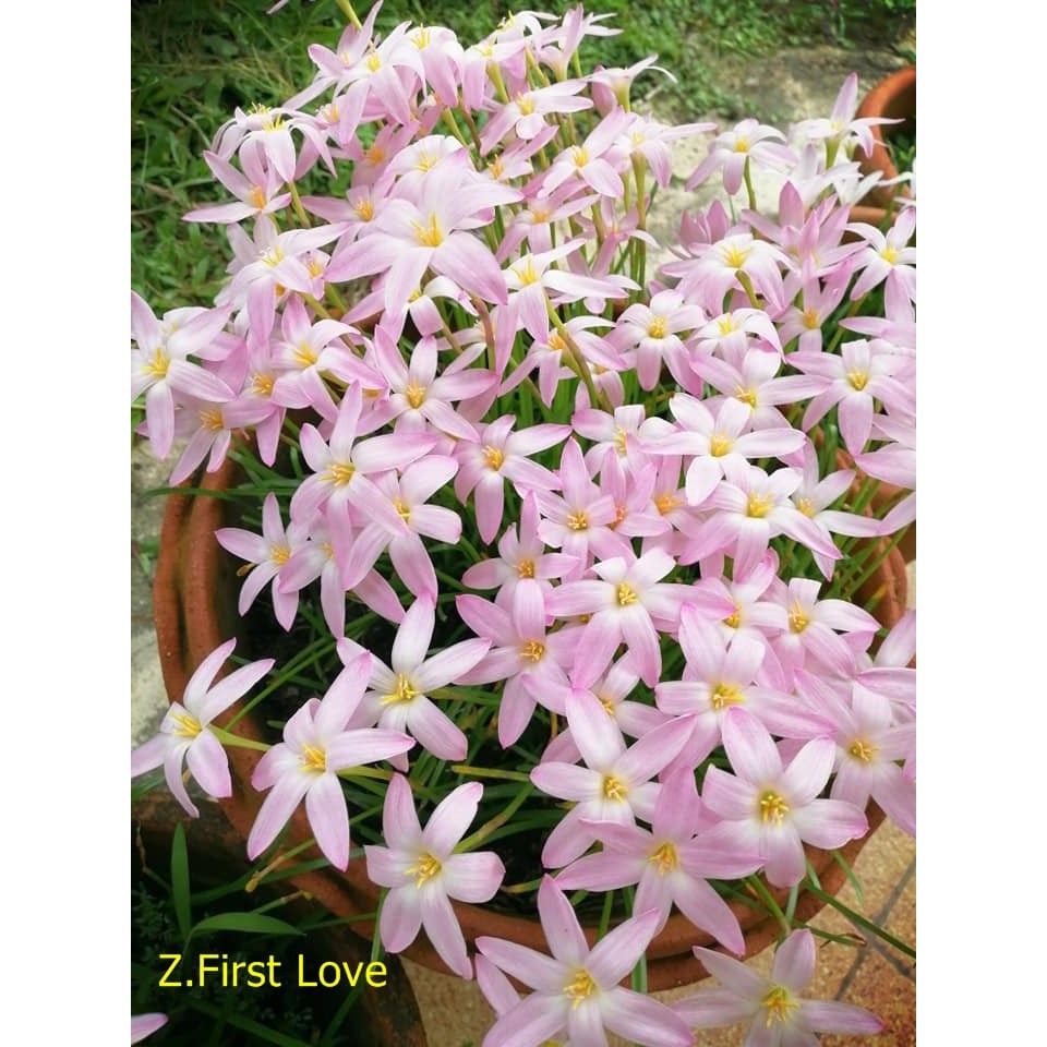 บัวดินเฟริสเลิฟ สีขาวอมชมพู จำนวน 50​  หัว