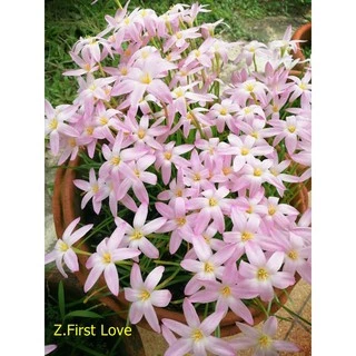 บัวดินเฟริสเลิฟ สีขาวอมชมพู จำนวน 50​ หัว