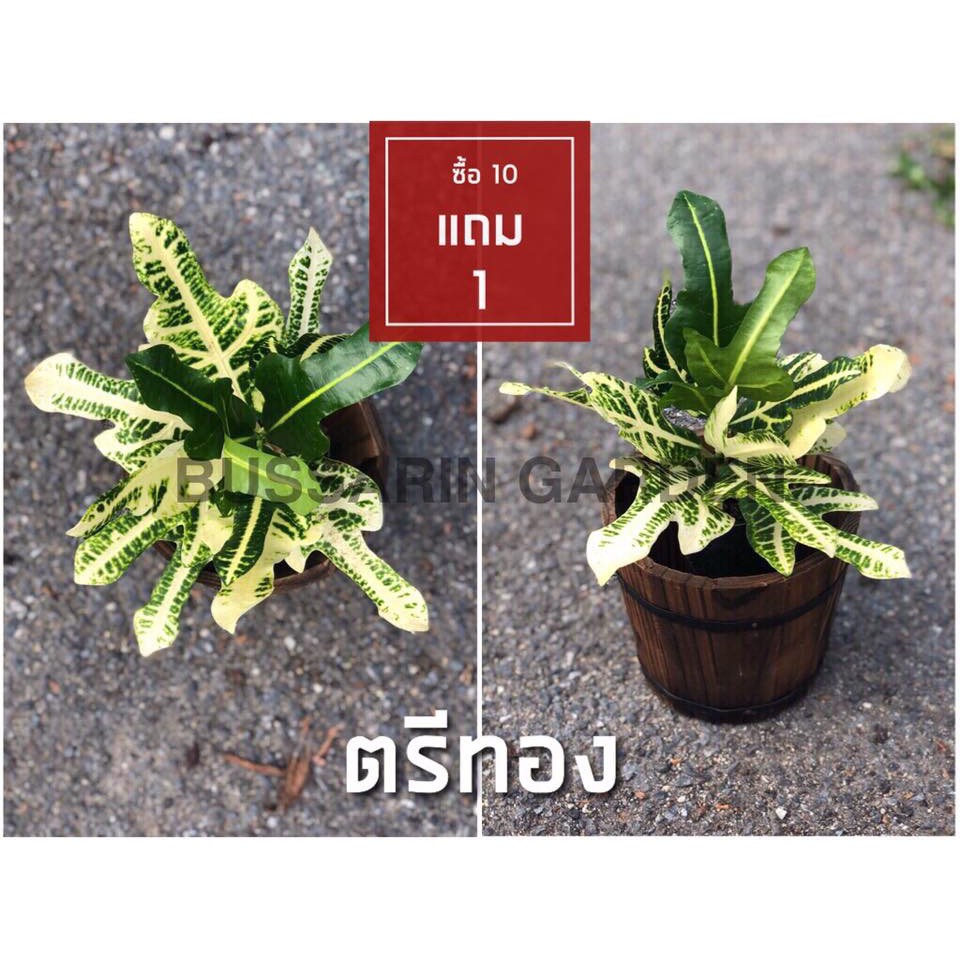 ต้นโกสนพันธุ์ ตรีทอง ไซส์เล็ก กระถาง 5" สูง 15-20 เซนติเมตร ซื้อ 10 แถม 1 (จัดส่งแบบถอดกระถาง+รับประกันสินค้า)