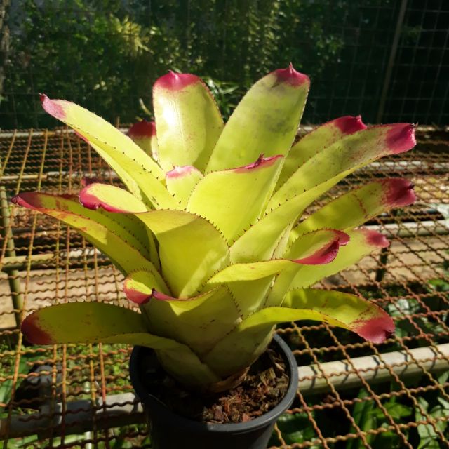 สับปะระสี ซันคิงส์ ไม้แดด100%