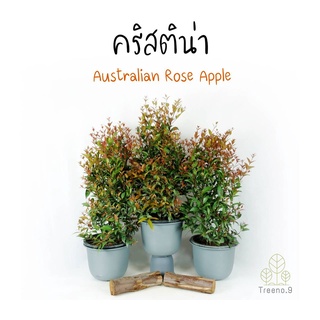 Treeno.9 T402 คริสติน่า - ปลูกประดับทำรั้ว (Australian Rose Apple) กระถาง 10 นิ้ว / สูง 70-80 ซม. / ไม้ประดับ ไม้มงคล (ต้นไม้)