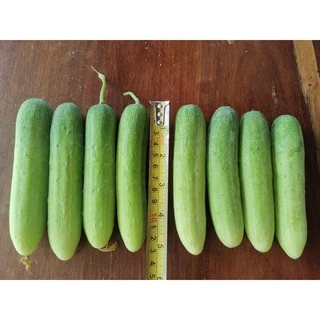 ซีน่อน 08 ใหม่ แตงกวาลูกผสม แตงกวา ตราดาวทอง ลอตใหม่ล่าสุด