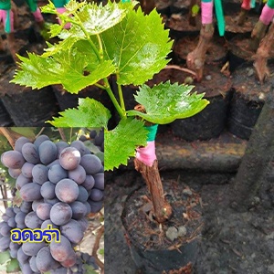 องุ่นพันธุ์S-48 ลูกสีดำอมม่วง ไร้เมล็ด ลักษณะลูกใหญ่ดก ปลูกง่ายทนร้อน