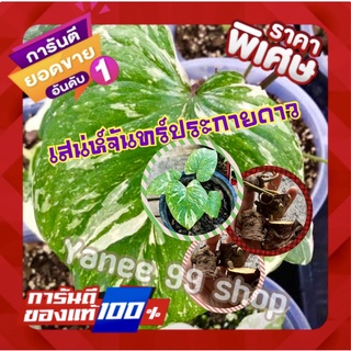 💥สินค้ามาใหม่ ราคาสุดคุ้ม💥ชิ้นตาเสน่ห์จันทร์ประกายดาว  (4ชิ้น/แพ็ค) สีชมพู  รับประกันความสวย ของแท้ 100 % จำนวนจำกัด!!!