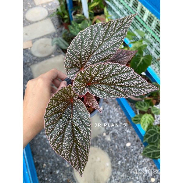 Begonia Maculata ถูกที่สุด พร้อมโปรโมชั่น ก.พ. 2023|BigGoเช็คราคาง่ายๆ