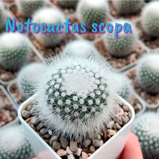 💥พิเศษ 79 บาท💥ต้น โนโต สโคปา Notocactus scopa ดอกสีเหลือง🌻เลือกต้นได้ ไม้เมล็ด แคคตัส กระบองเพชร