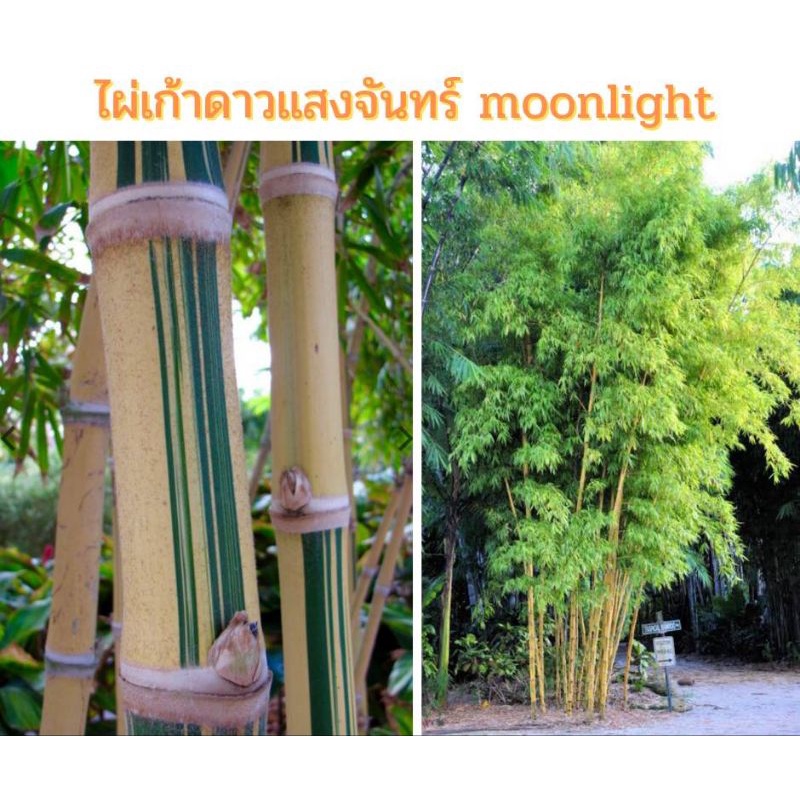 ไผ่เก้าดาวเเสงจันทร์ moonlight ของเเท้ ไผ่ลำลายลำด่าง ไผ่สวยงาม ไผ่ประดับ