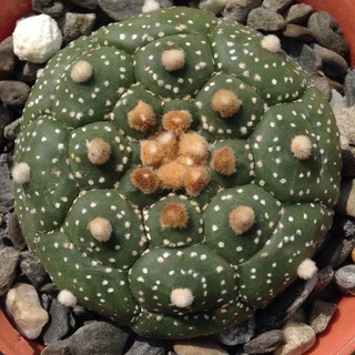 Astrophytum asterias cv.Kikko(เต่า) 20เมล็ด.-149