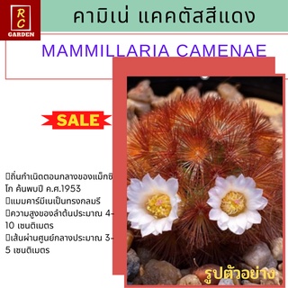 แมมมิลาเรีย คามิเน่แดง cactus mammillaria กระบองเพชร แคคตัส  ส่งพร้อมกระถาง