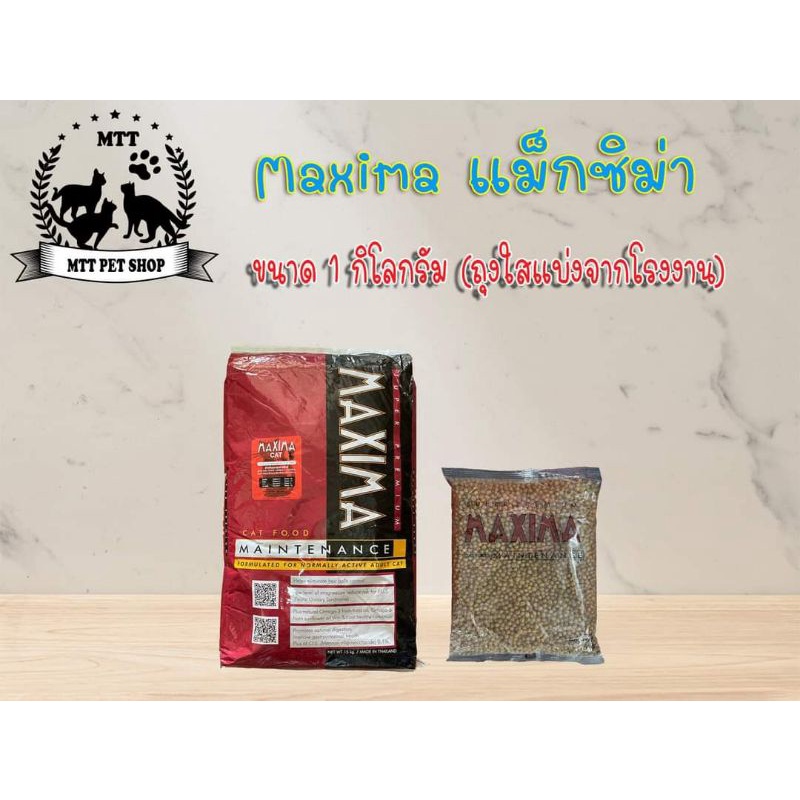 แม็กซิม่า แมว Maxima