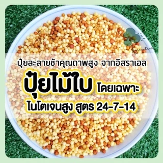 ปุ๋ย ปุ๋ยไม้ใบ ไนโตเจนสูง ผักทานใบ ไทรเกาหลี กวักมรกต มอนสเตล่า ไทรใบสัก ยางอินเดีย ล่ำซำ กระดุมใบเงิน สนามหญ้า