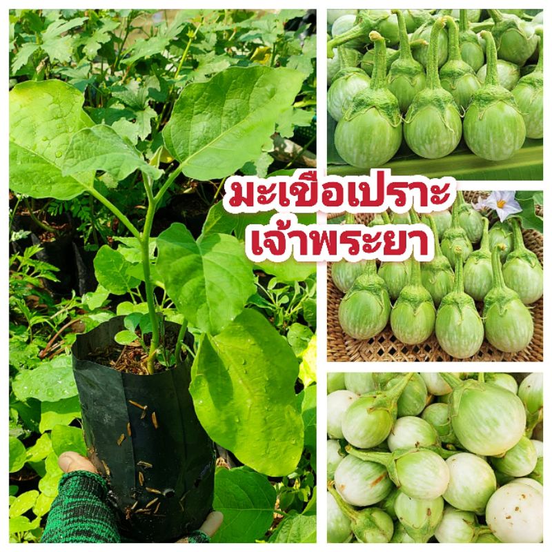 มะเขือเปราะ เจ้าพระยา ผลกรอบอร่อย ต้นเเข็งเเรง พร้อมปลูก