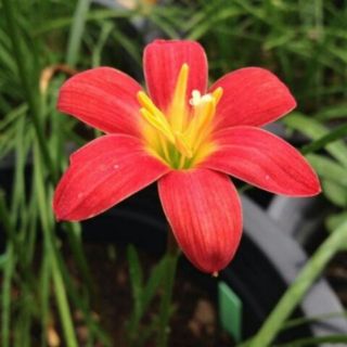 บัวดิน z.Pride of Singapore สีแดงอมส้ม​ rainlily