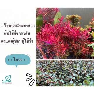 โรทาล่าเวียดนาม หรือ Rotala Hra : ไม้ข้อแดงเข้ม สำหรับปลูกหลังตู้