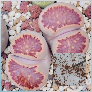 เมล็ด​ Lithops​ kikushogiyoku​ เมล๋็ดแท้นำเข้า​ 10เมล็ด​ by แม่ปุ้ม