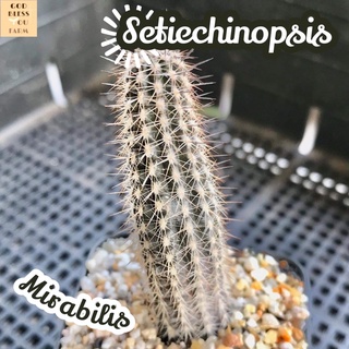 [ดินสอดำ] Setiechinopsis Mirabilis ส่งพร้อมกระถาง แคคตัส Cactus Succulent Haworthia ไม้อวบน้ำ พืชอวบน้ำ ไม้หนาม ไม้โขด