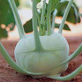 ต้นกล้ากะหล่ำปม (Kohlrabi) สามารถทานได้ทั้งสุกและดิบ อร่อยฉ่ำกรอบ ปลูกได้ตลอดทั้งปี กล้าละ 10บาท